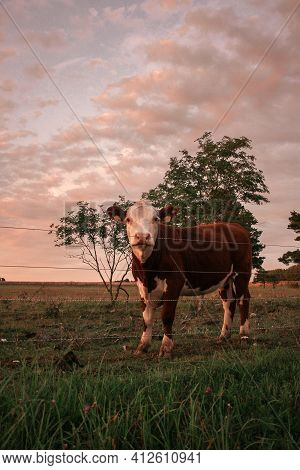 Young Beautiful Brown Cow With Cute Face Looking And Posing To Camera On Meadow With Hills On Backgr