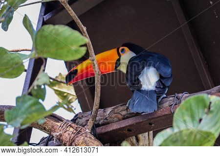 Toucan (ramphastos Toco) Sitting On Tree Branch In The Zoo