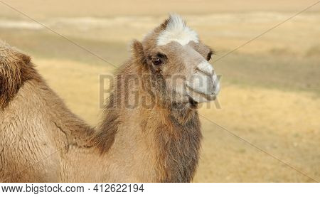 Head Of A Camel On A Nature Background