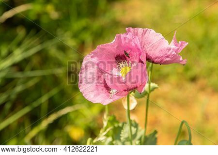 Pink Poppy Flower Head With A Fallse Oil Beetle (oedemera Nobilis) Crawling Inside