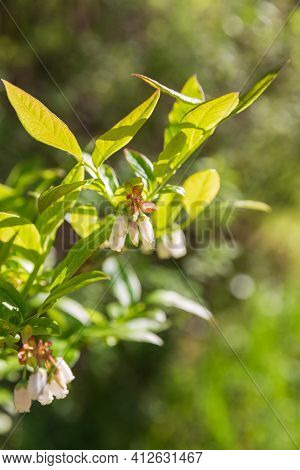 White Flowers On The Branches Of Northern Highbush Blueberry (vaccinium Corymbosum)