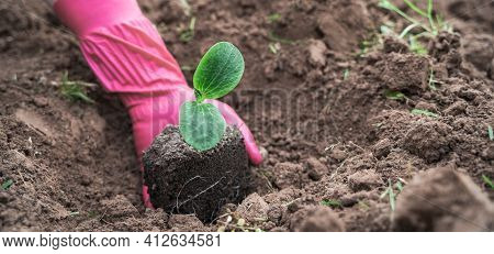 Spring Season Planting Of Seedlings,small Green Sprouts Of Vegetables,zucchini In Ground,soil,land. 
