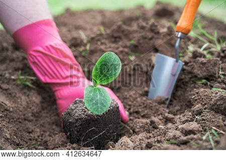 Spring Season Planting Of Seedlings,small Green Sprouts Of Vegetables,zucchini In Ground,soil,land. 