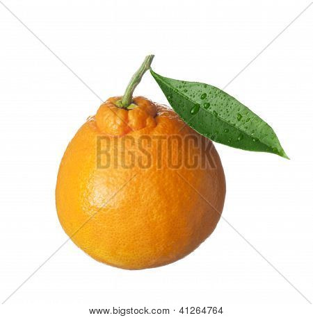 Izolované ovoce na bílé, oranžové