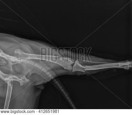Dog X Ray Showing Proximal Tibial Fracture. Cranial View