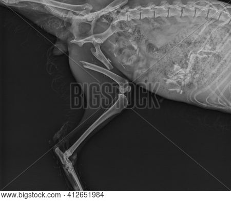 Dog X Ray Showing Proximal Femoral Fracture. Left Leg Medial View
