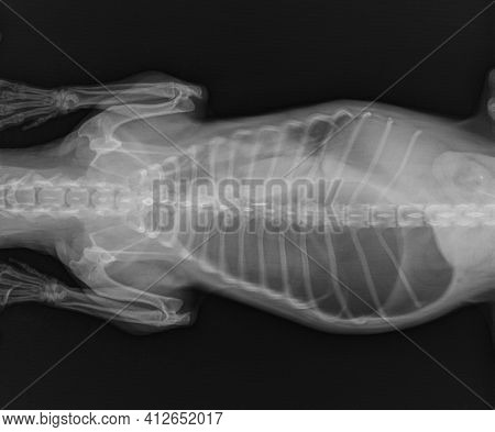 Dog X Ray. Diaphragmatic Hernia In Dog. Stomach Herniated In The Thorax. Ventral View
