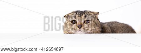 A Brown Scottish Fold Cat With Yellow Eyes Peeping Out From Behind A White Table. The Cat Peered Cur