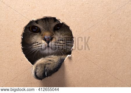 A Brown Scottish Fold Kitten Sits In A Cardboard Box And Looks Through The Hole, The Kitten Pokes It