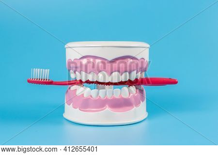 Clean Teeth Dental Jaw Model And Red Thooth Brush On Blue Background. The Concept Of Proper Oral Car