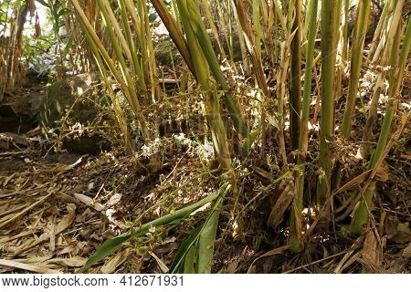 Green And Unripe Cardamom Pods In Plant In Kerala, India.is The Third Most Expensive Spice, Guatemal
