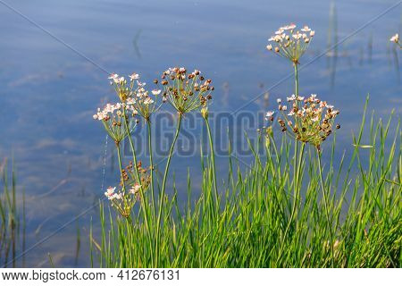 Flowering Rush Or Grass Rush (butomus Umbellatus) On A River Shore