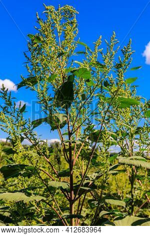 Iva Xanthiifolia Plants (cyclachaena Xanthiifolia, Giant Sumpweed, Marsh-elder)