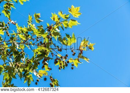 Green Leaves Of Pltatanus Oreintalis Tree On Blue Sky Background. Platanus Orientalis, The Old World