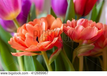 Orange Tulip Cultivar With Many Petals Macro Photography On A Pink Background Of Other Tulips. For C
