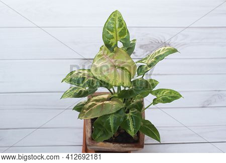 House Plant Aglaonema Top View White Wood Background., Green And Pink Leafy Plants Called Aglaonema,