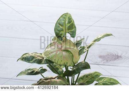 House Plant Aglaonema Top View White Wood Background., Green And Pink Leafy Plants Called Aglaonema,