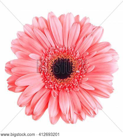 Pink Gerbera Flower Isolated On White Background