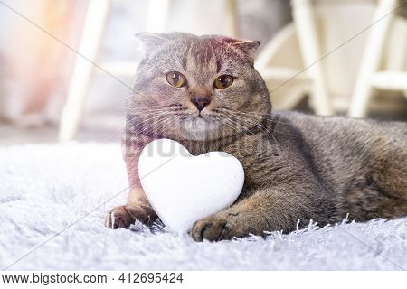 A Brown Scottish Fold Cat With A White Heart Between Its Paws On The Carpet Licks Its Lips With Its 