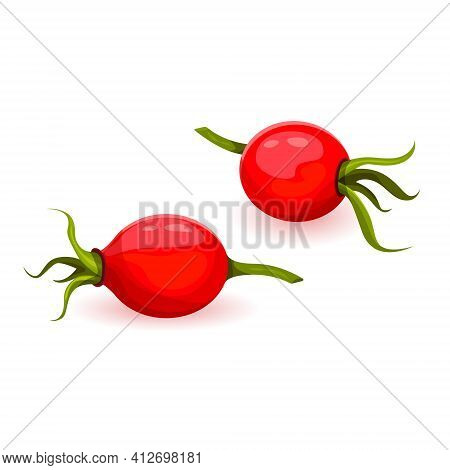 Rose Hip Berries Twig Flat Isolated On White Background. Dogrose Or Wildrose With Pods. Eco Deliciou