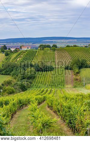 Summer vineyard nearby Strekov, Southern Slovakia