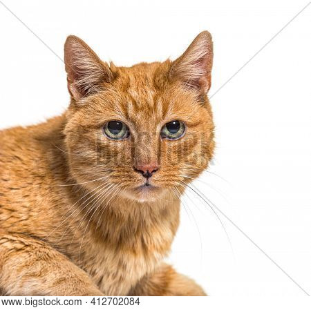 Close-up on a very old ginger cat with lentigo on noise and lips