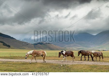horses in mountain landscape near Castelluccio village in National Park Monte Sibillini, Umbria region, Italy