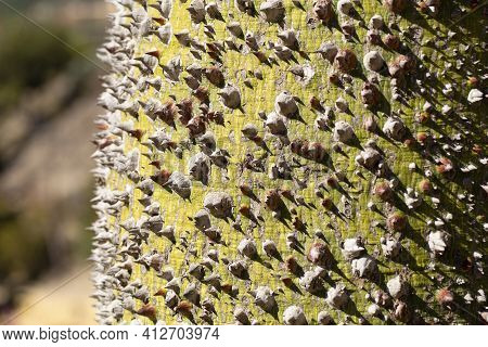 Bark Of A Floss Silk Tree With A Lot Of Thorns Close-up, Selective Focus, Abstraction. Chorisia Spec
