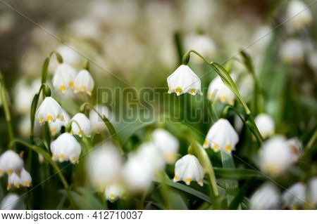 Spring Snowflake Leucojum Vernum Flowering Beautifully White