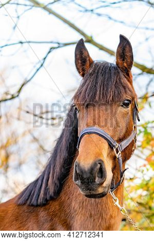 A Head Of A Brown Kwpn Stallion, Dutch Warmblood Horse, 2 Years Old. Outside Against A Green And Yel