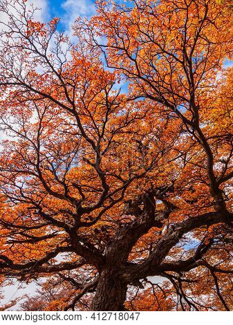 Golden Forest In Patagonia