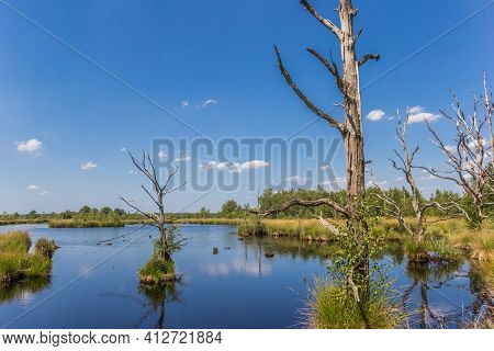 Dead Trees In The Moors Of Dwingelderveld National Park, Netherlands