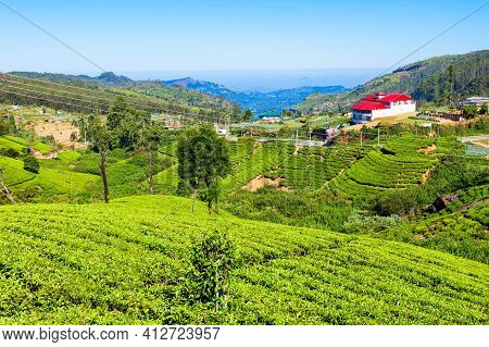 Nuwara Eliya Tea Plantation In Sri Lanka. Nuwara Eliya Is The Most Important Place For Tea Plantatio