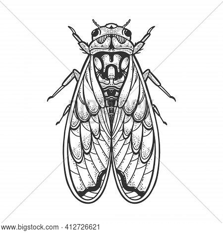 Cicadidae Cicada Insect Animal Sketch Engraving Vector Illustration. T-shirt Apparel Print Design. S
