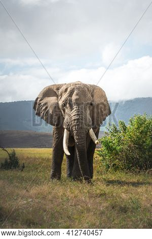 Isolated Large Adult Male Elephant (elephantidae) At Grassland Conservation Area Of Ngorongoro Crate