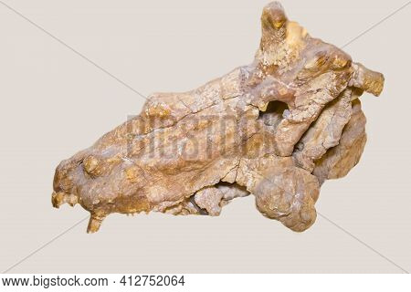 The Skull Of The Herbivorous Dinocephalus Estemmenosuchus (latin: Estemmenosuchus Uralensis) On A Wh
