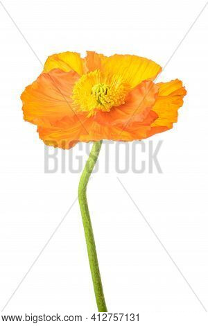 Orange Poppy Flower Isolated On White Background