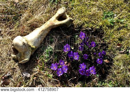 Although It Is The Bone Of A Large Animal Lying Next To A Cluster Of Crocuses Somewhere Far Away On 