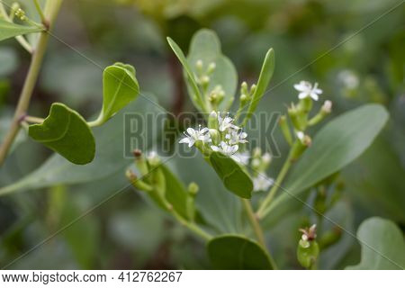 White Flower Of Lumnitzera Racemosa Willd Bloom On Tree In The Mangrove Forest.
