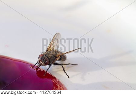 Macrophotograph Of A Fly Eating Spilled Sweet Jam.