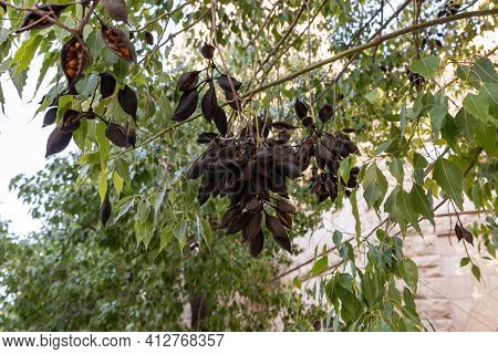 Evening View Of The Ripe Fruit Of A Street Tree On Hovevei Tsiyon Street In The Old Jerusalem Distri