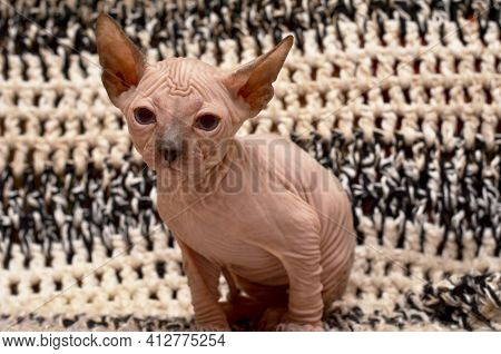 Cute Little Sphinx Cat. Don Sphynx Kitten On A Black And White Background