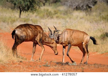 Red Hartebeest kæmper