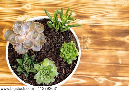 Green Saculent Flowers On A Wooden Background In A White Vase With A Place For Text