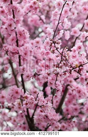 Tree Blossoming During Spring In Notting Hill, London