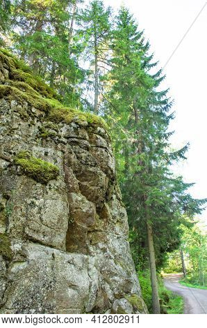 Green Fir Trees Grow Among The Rocks On Sunny Summer Day. Moss On Gabbro-diabase In Karelia, Vertica