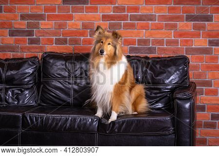 Collie Dog Sitting On The Black Sofa At Home With Brick Wall Background