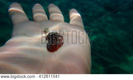 Redbrown Nudibranch Or Redbrown Leathery Doris (platydoris Argo) Undersea On The Hand Of A Diver, Ae