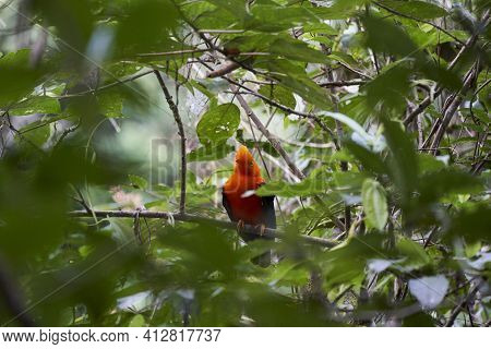 Male Andean Cock Of The Rock, Rupicola Peruvianus, Also Tunki, Is A Large Passerine Bird Of The Coti