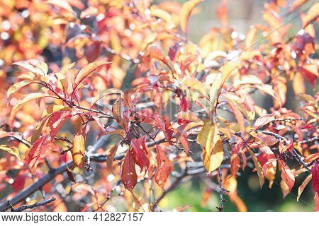 Red Leaves Of The Plum Tree On A Sunny Autumn Day. Red, Orange Tones Of Autumn Withering. Mid Of Fal